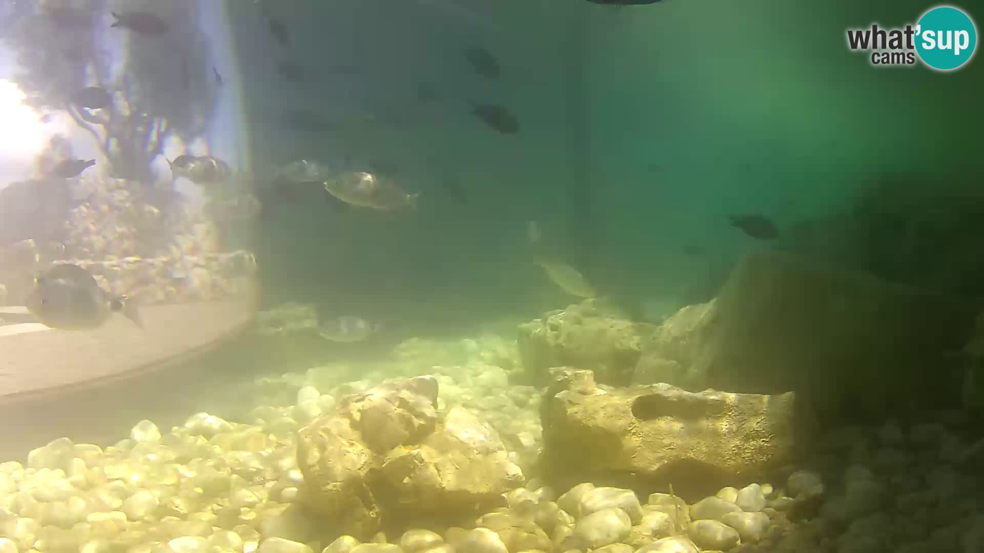 Acuario marino al aire libre Rogoznica webcam Croacia