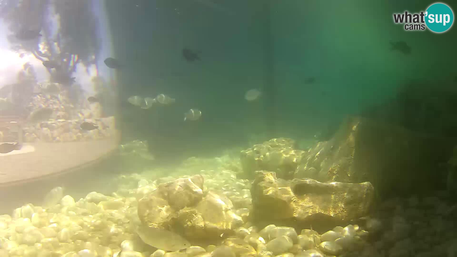 Marine Aquarium im Freien Rogoznica webcam Kroatien