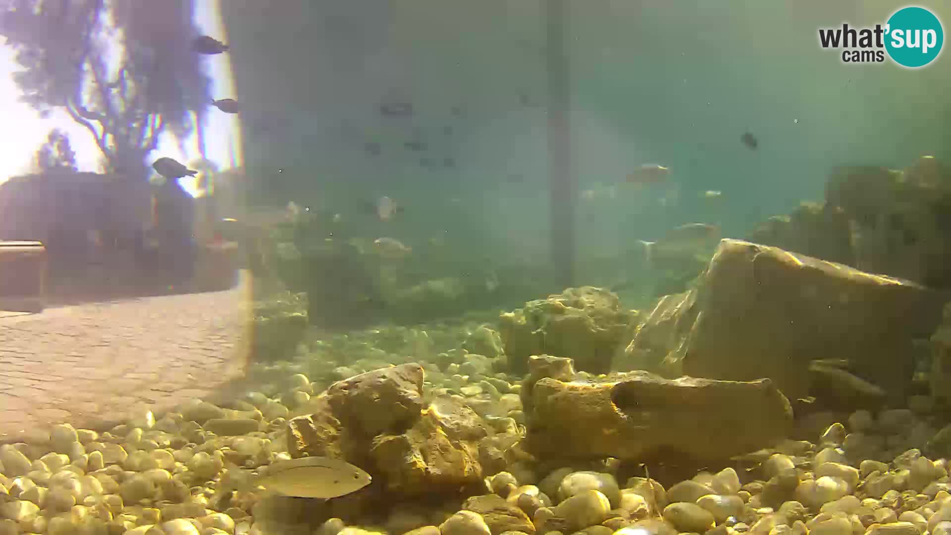 Outdoor Marine Aquarium Rogoznica webcam Croatia