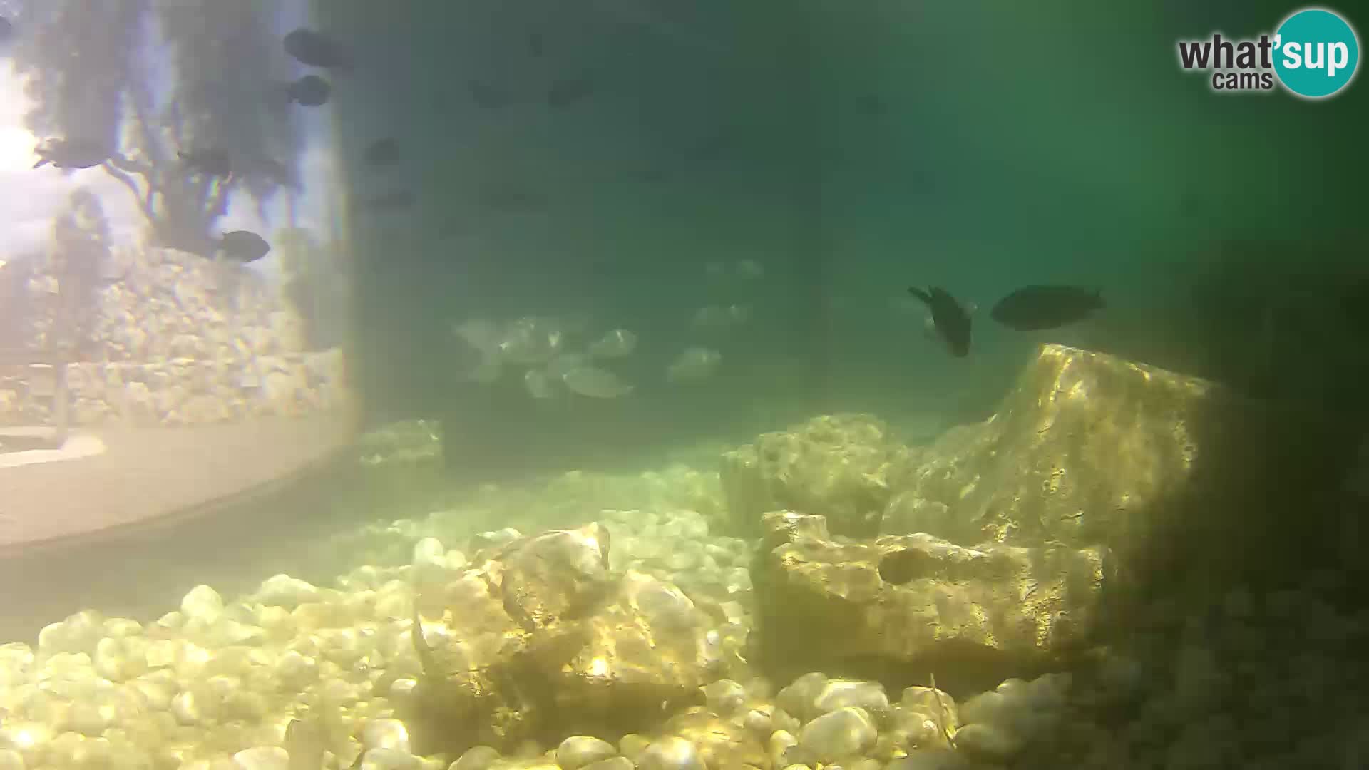 Outdoor Marine Aquarium Rogoznica webcam Croatia