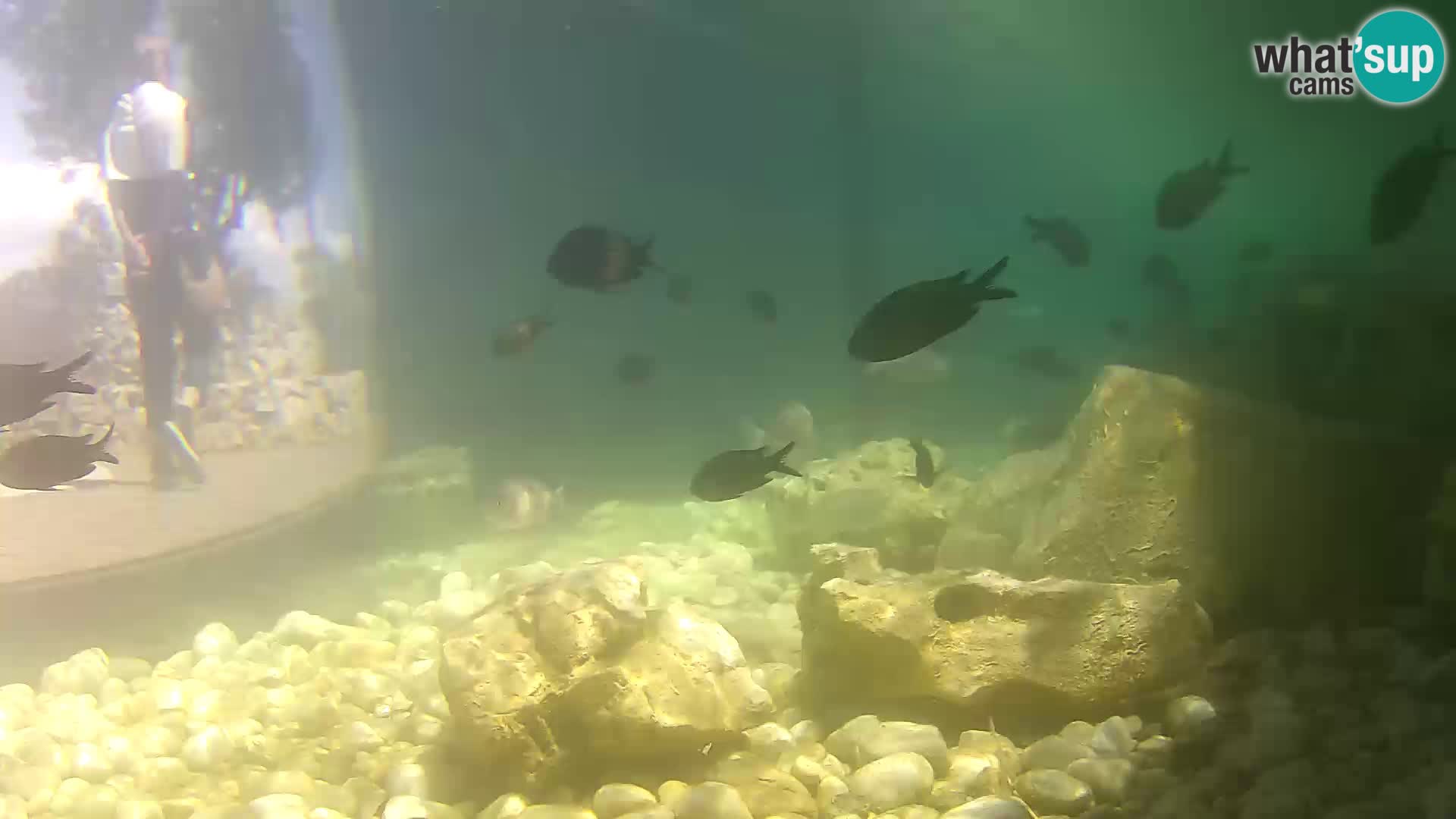 Marine Aquarium im Freien Rogoznica webcam Kroatien