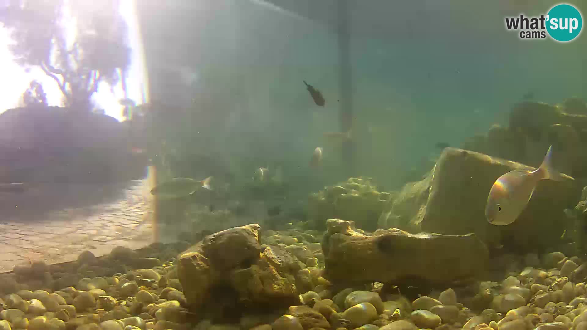 Outdoor Marine Aquarium Rogoznica webcam Croatia