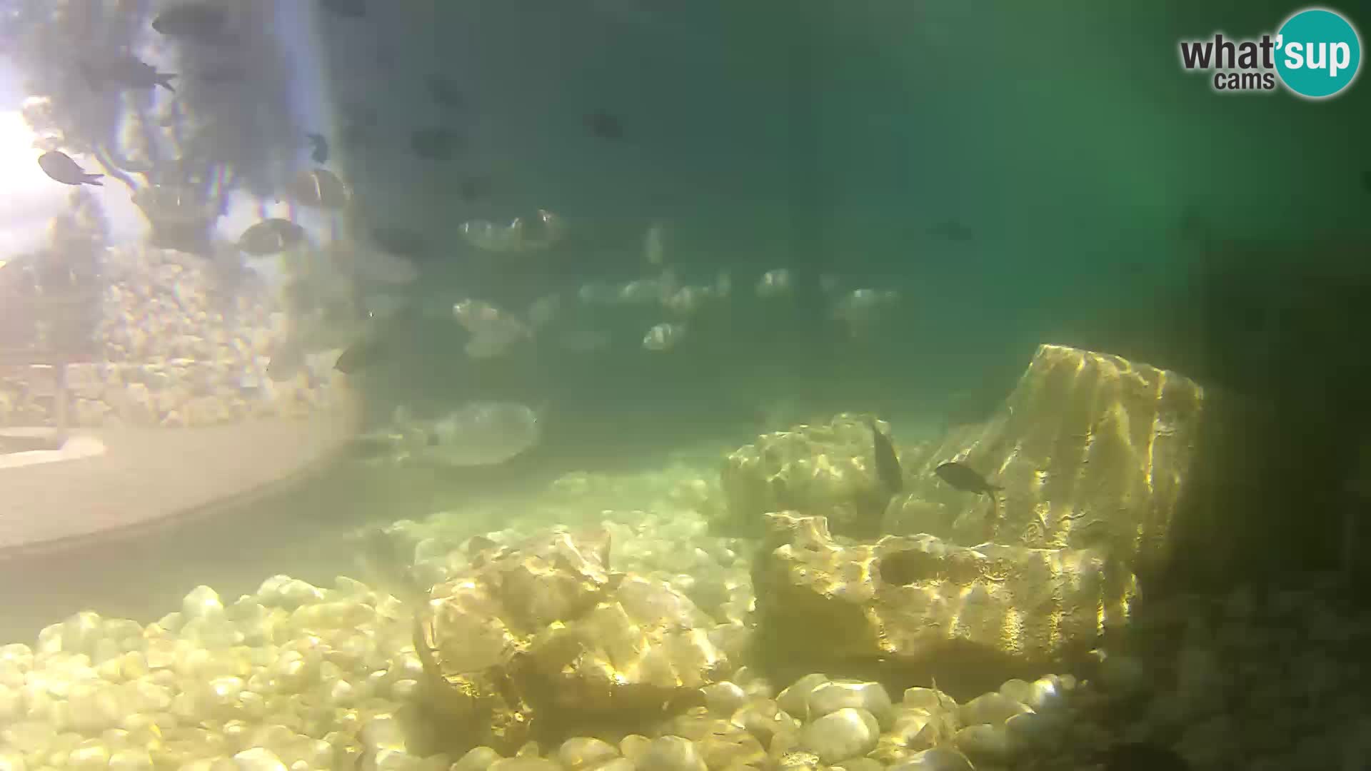 Acuario marino al aire libre Rogoznica webcam Croacia