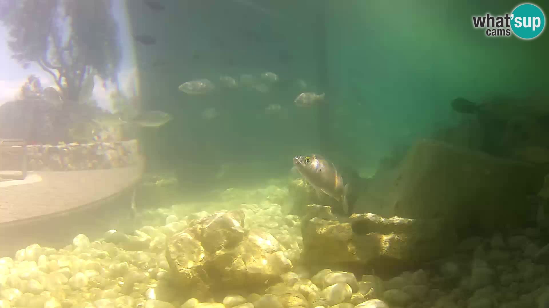 Outdoor Marine Aquarium Rogoznica webcam Croatia
