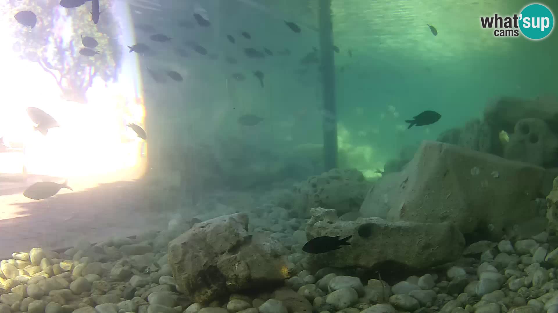 Outdoor Marine Aquarium Rogoznica webcam Croatia