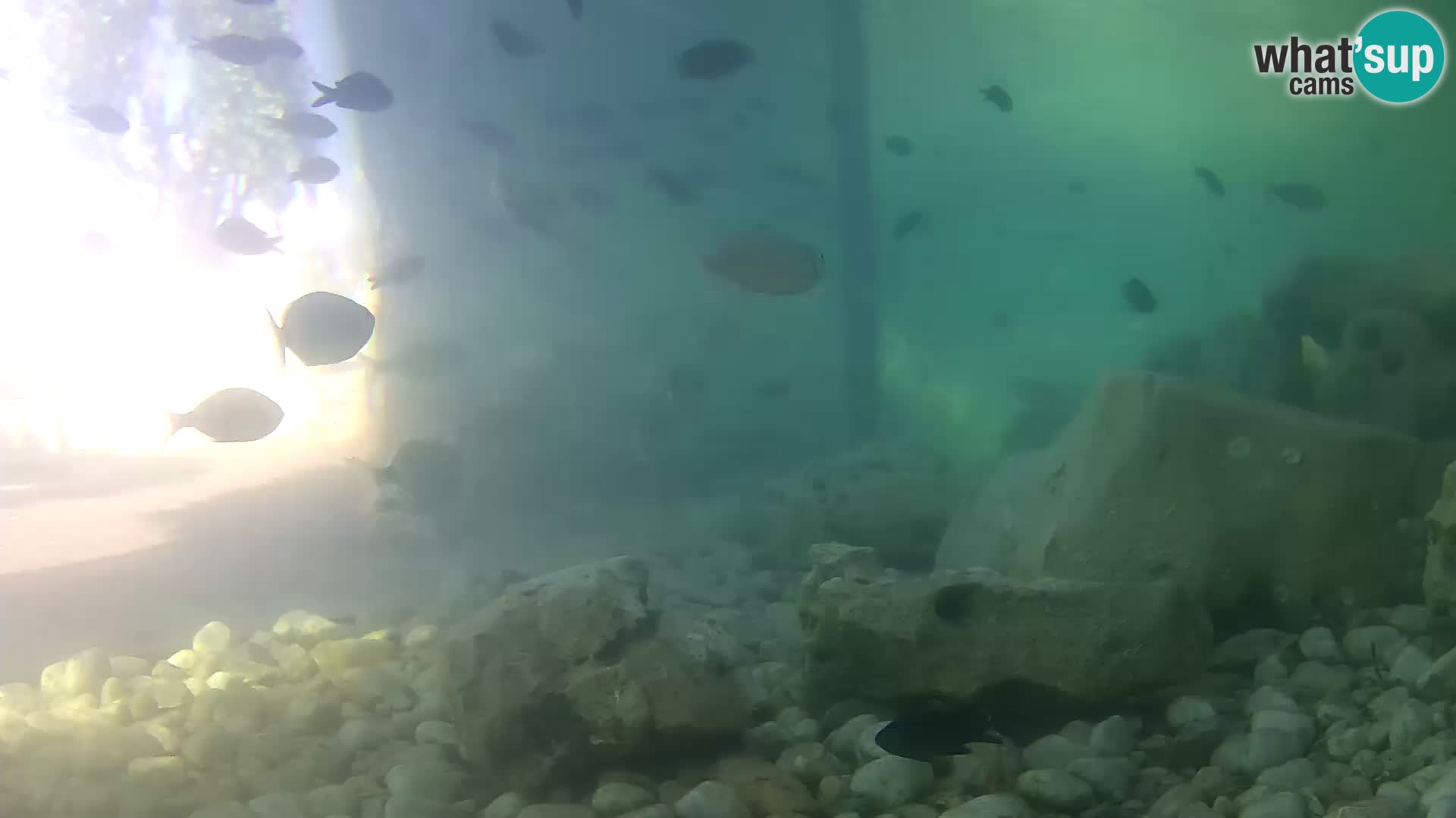 Outdoor Marine Aquarium Rogoznica webcam Croatia
