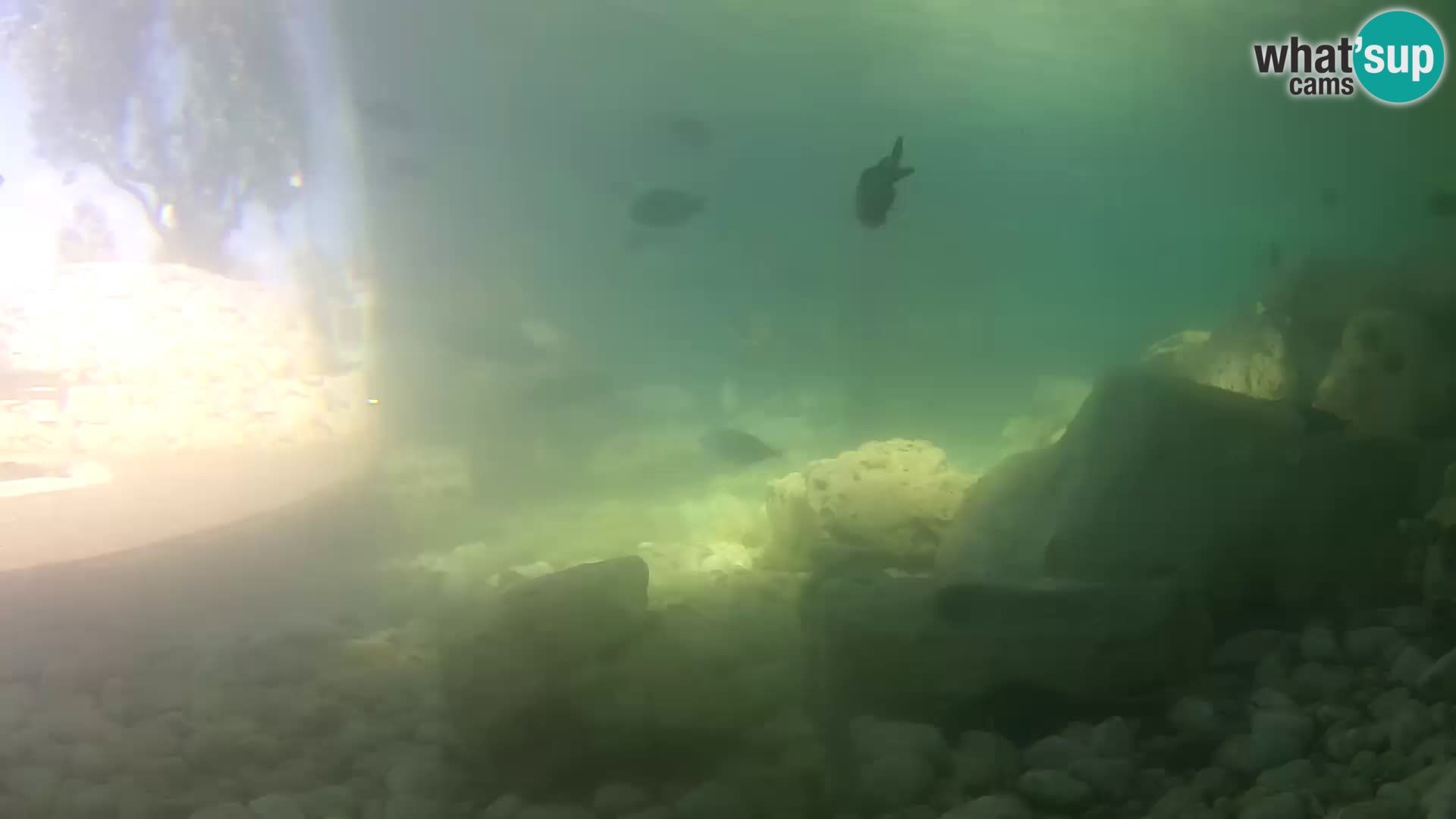 Webcam de l’aquarium marin extérieur de Rogoznica Croatie