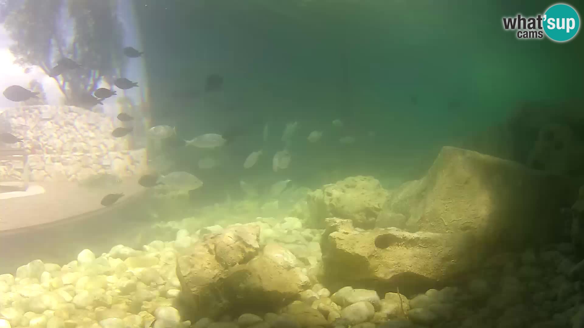 Outdoor Marine Aquarium Rogoznica webcam Croatia