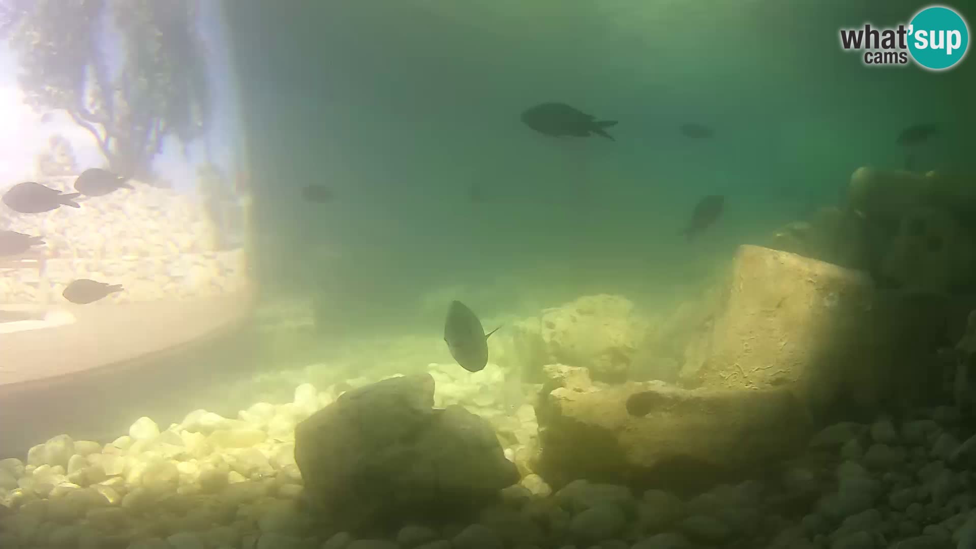 Outdoor Marine Aquarium Rogoznica webcam Croatia