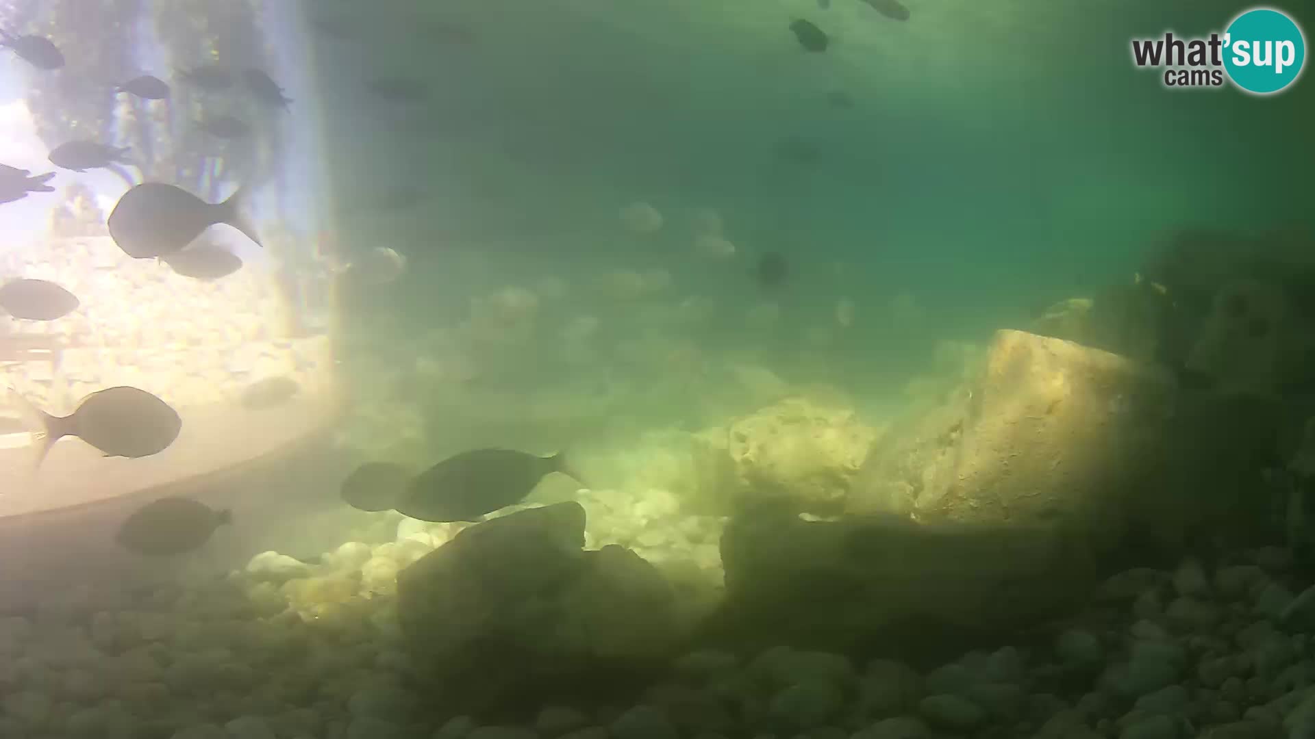 Acuario marino al aire libre Rogoznica webcam Croacia