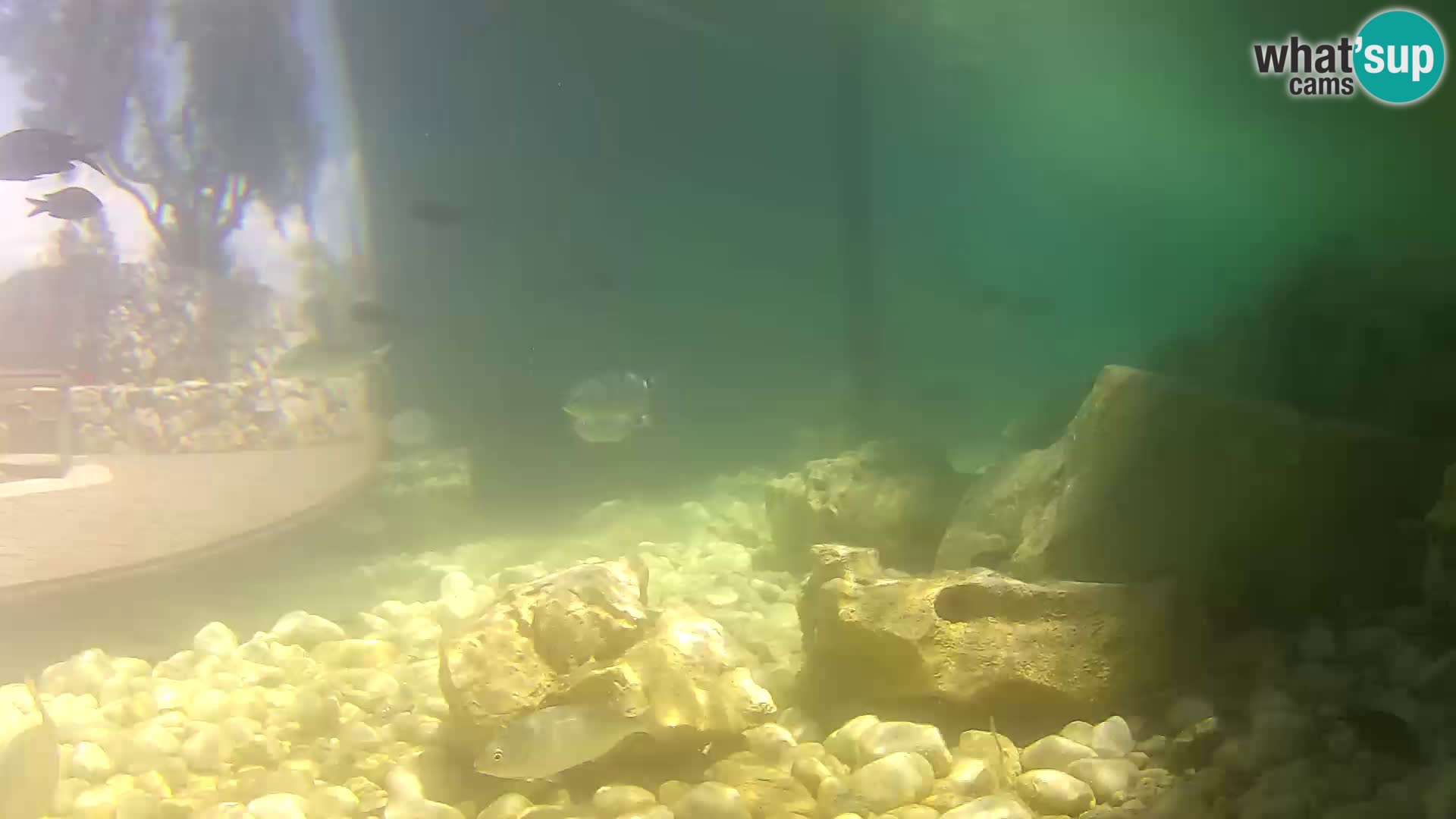 Aquario marino esterno –  Rogoznica livecam Croazia