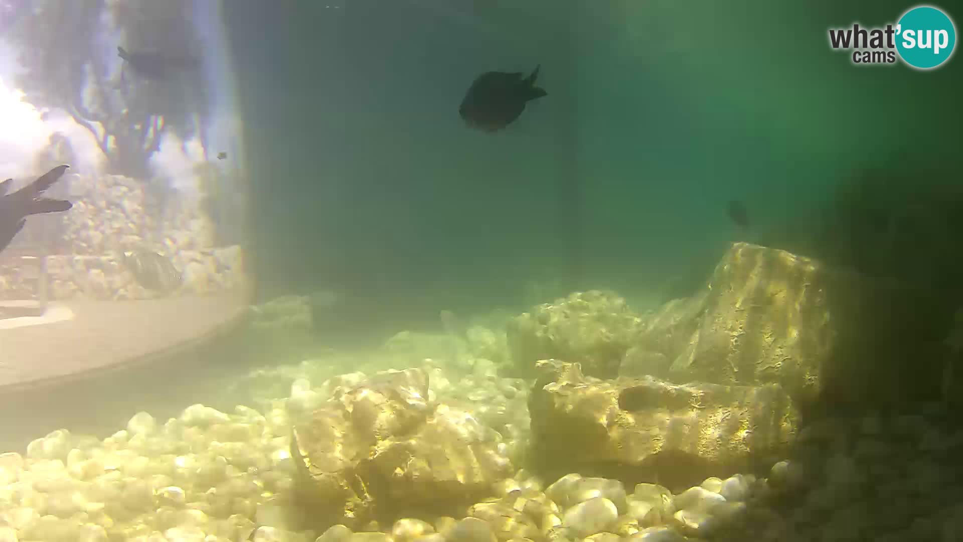 Webcam de l’aquarium marin extérieur de Rogoznica Croatie