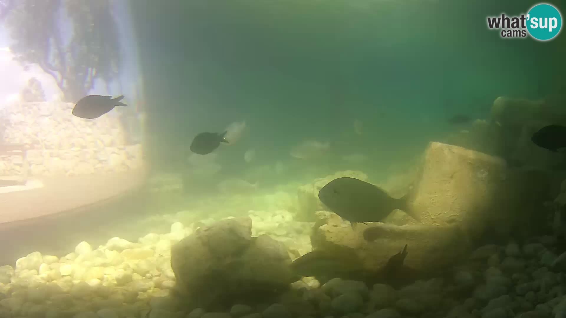 Outdoor Marine Aquarium Rogoznica webcam Croatia