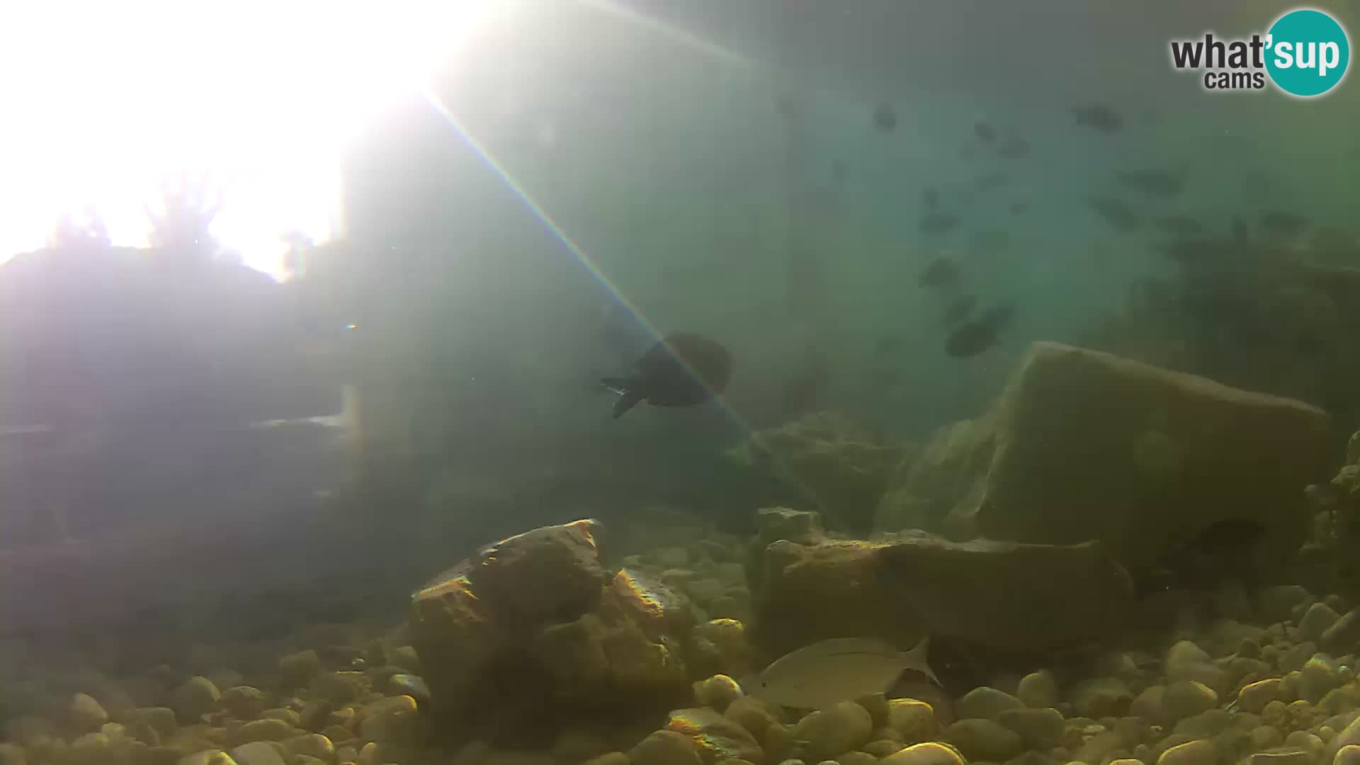 Outdoor Marine Aquarium Rogoznica webcam Croatia