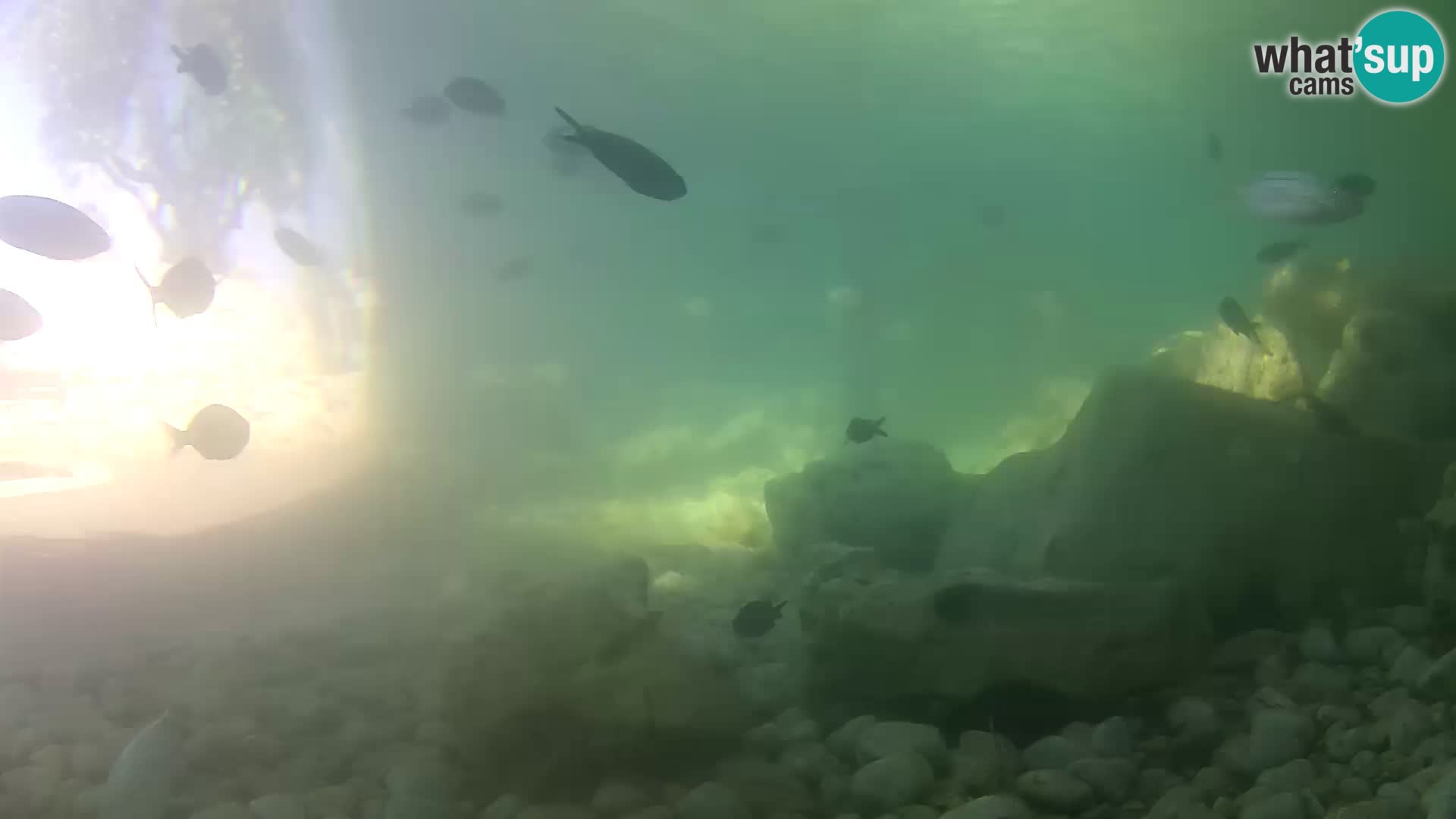 Zunanji morski akvarij Rogoznica spletna kamera Hrvaška