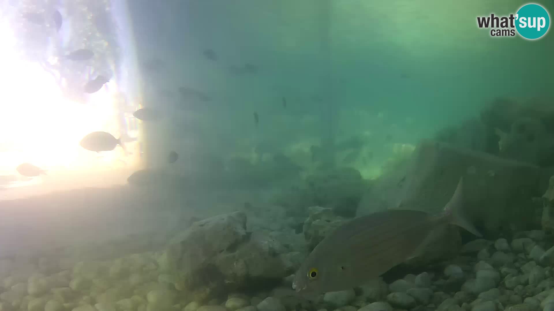 Outdoor Marine Aquarium Rogoznica webcam Croatia