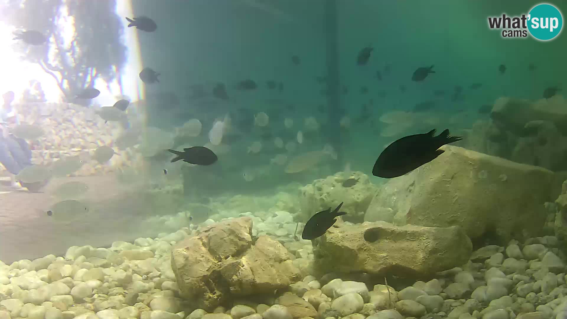 Marine Aquarium im Freien Rogoznica webcam Kroatien