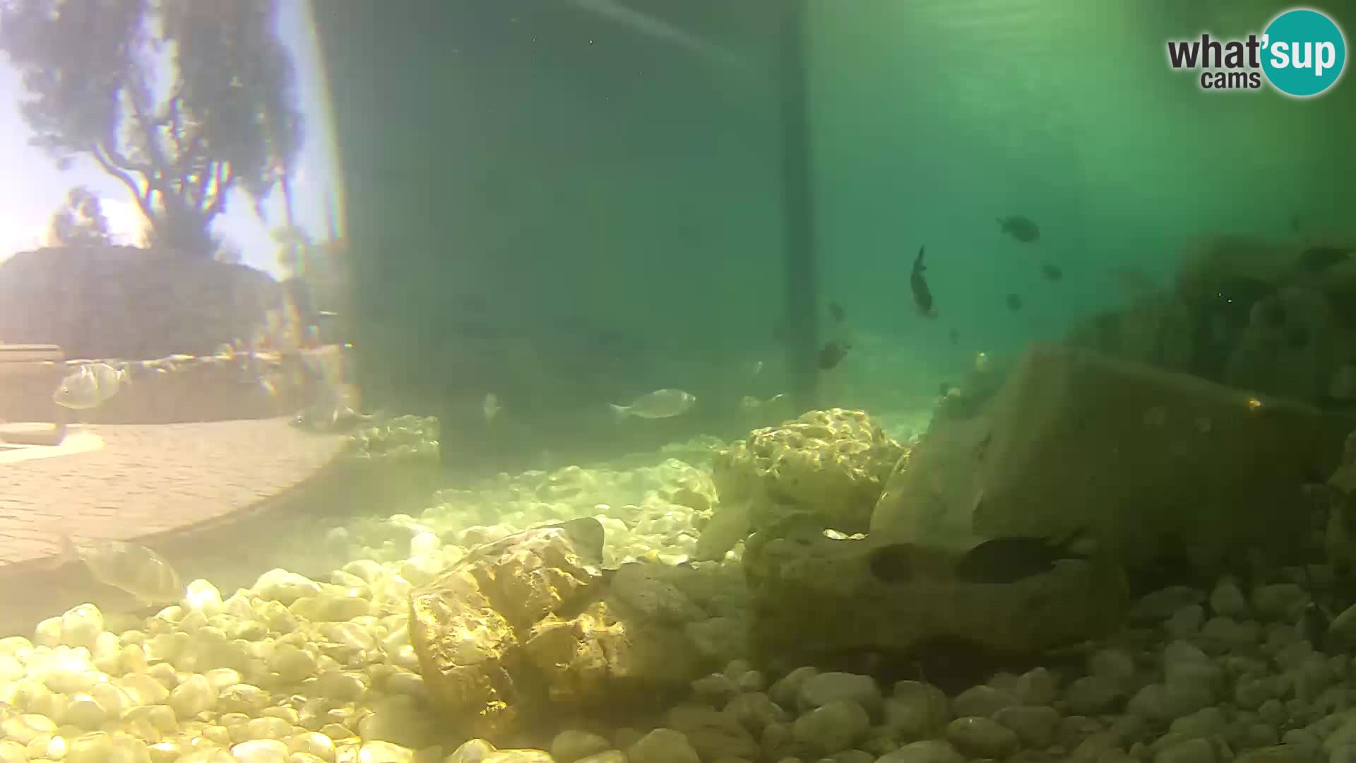 Outdoor Marine Aquarium Rogoznica webcam Croatia