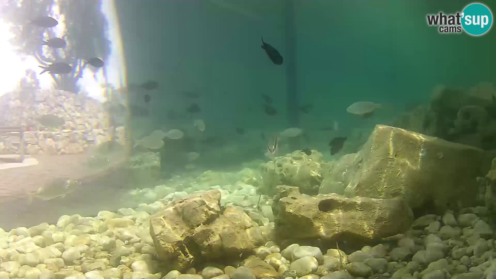 Outdoor Marine Aquarium Rogoznica webcam Croatia
