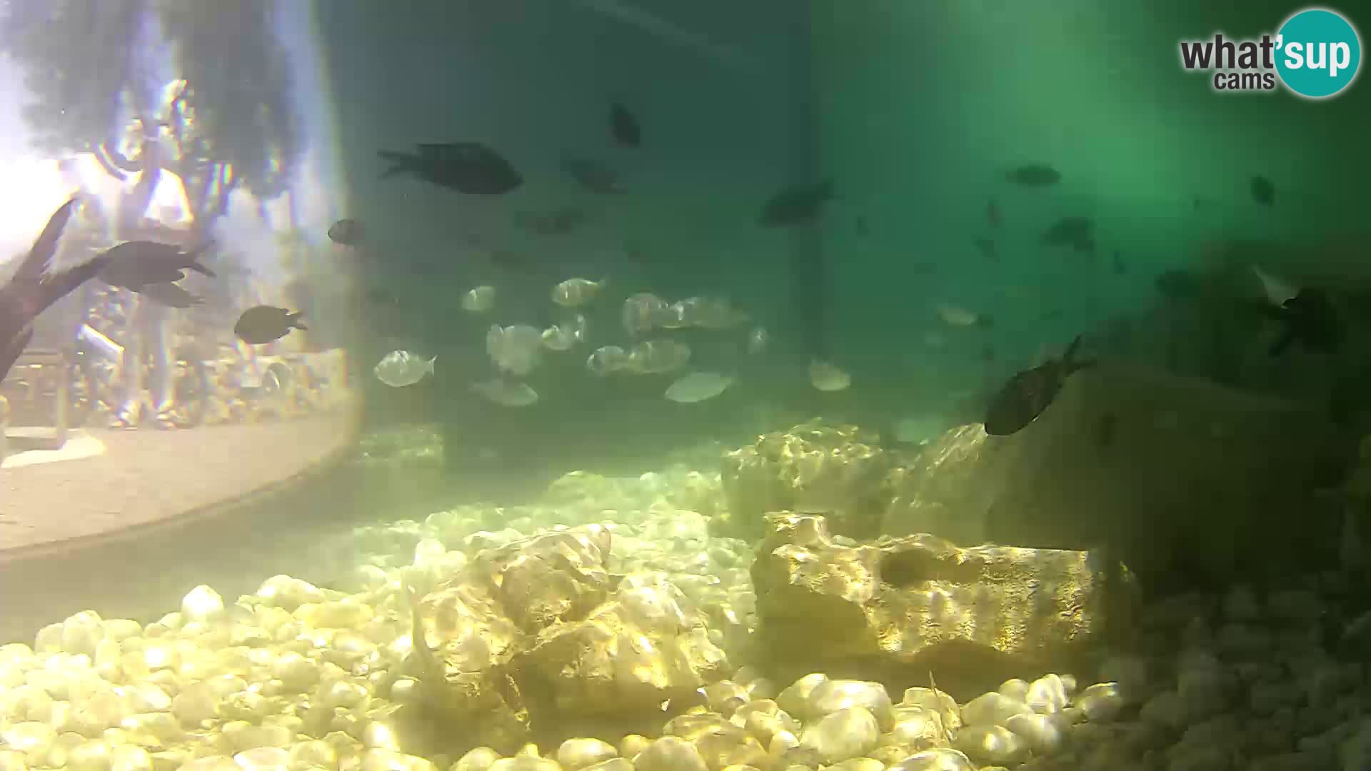 Marine Aquarium im Freien Rogoznica webcam Kroatien