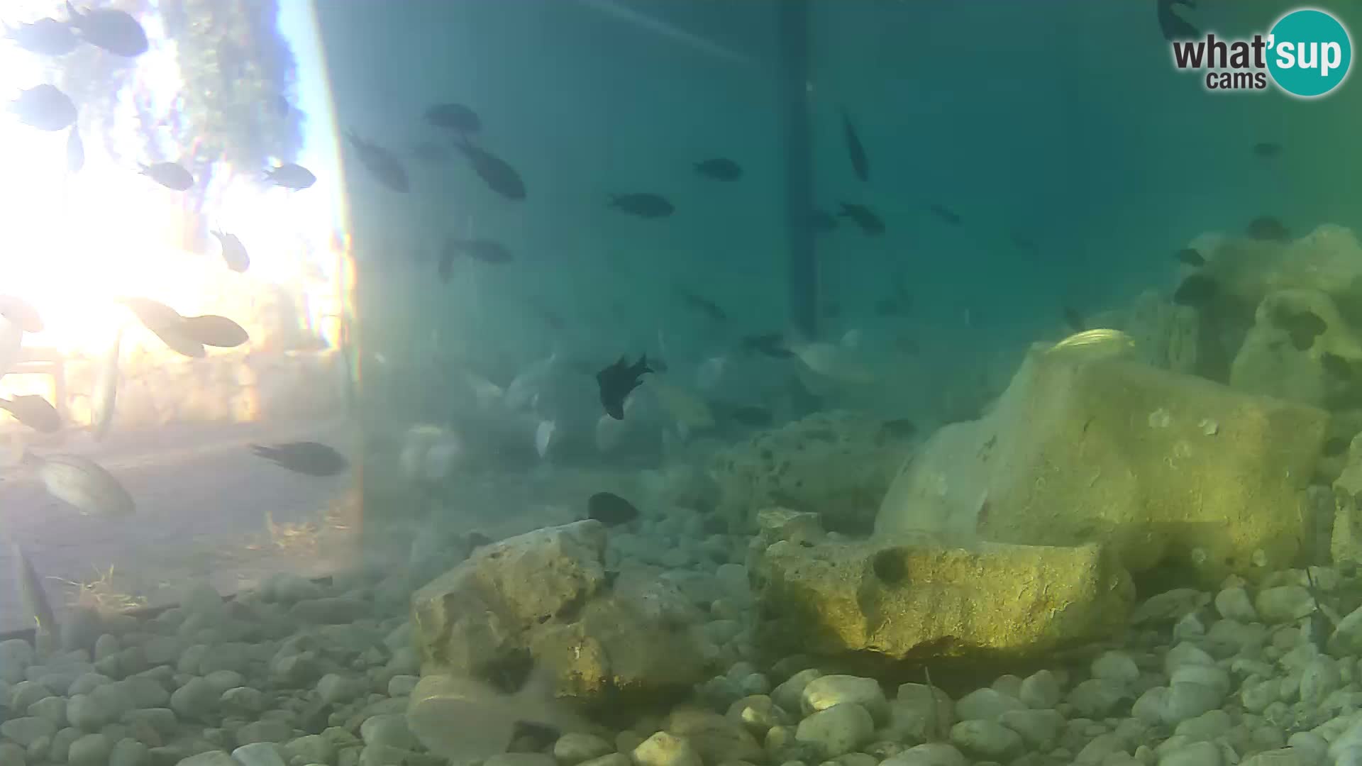Zunanji morski akvarij Rogoznica spletna kamera Hrvaška