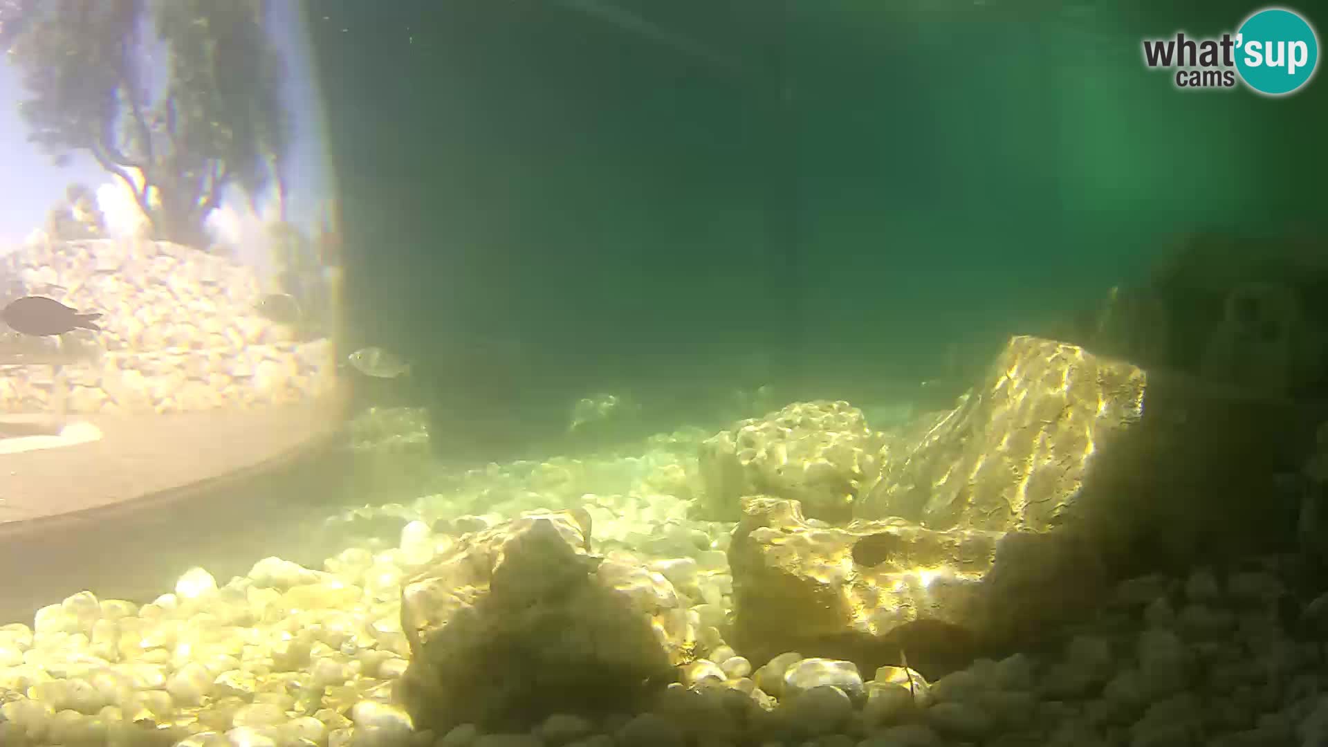 Webcam de l’aquarium marin extérieur de Rogoznica Croatie