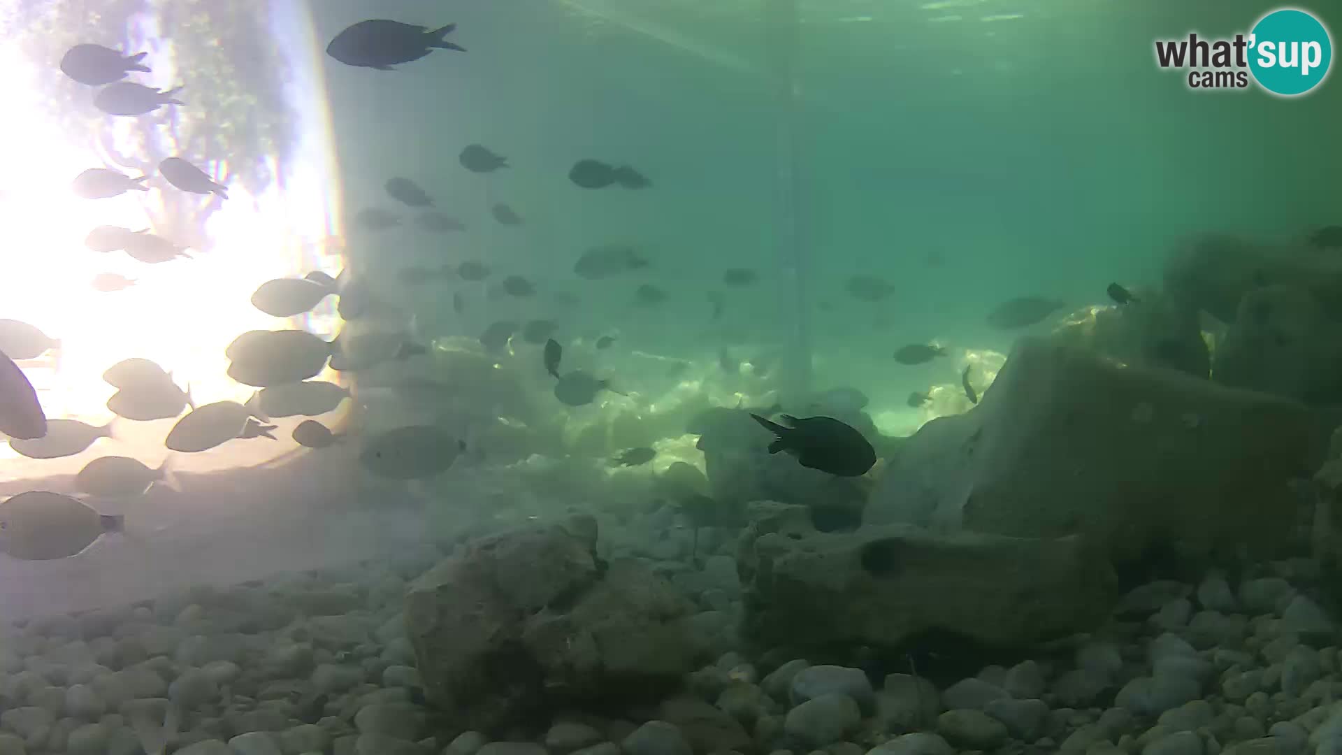 Zunanji morski akvarij Rogoznica spletna kamera Hrvaška