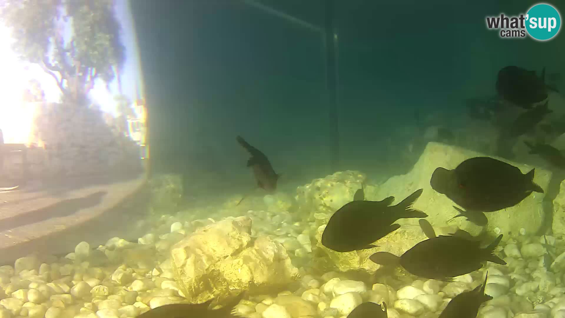 Acuario marino al aire libre Rogoznica webcam Croacia