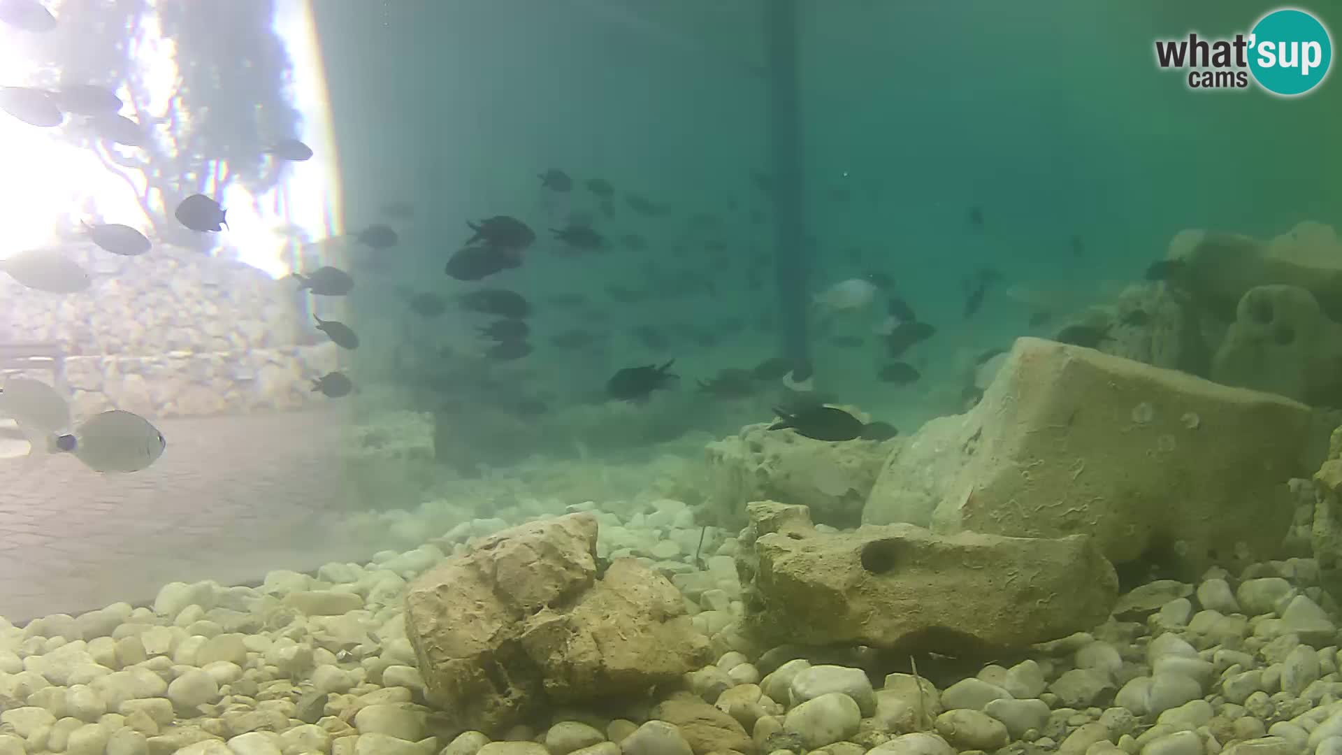 Aquario marino esterno –  Rogoznica livecam Croazia