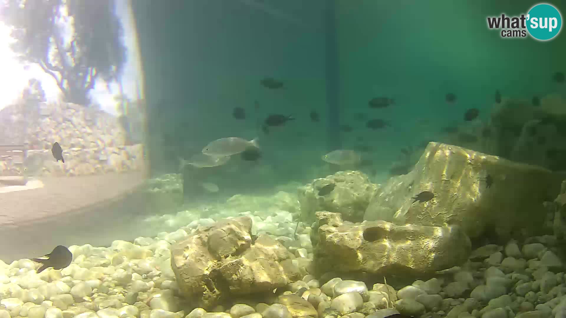Acuario marino al aire libre Rogoznica webcam Croacia