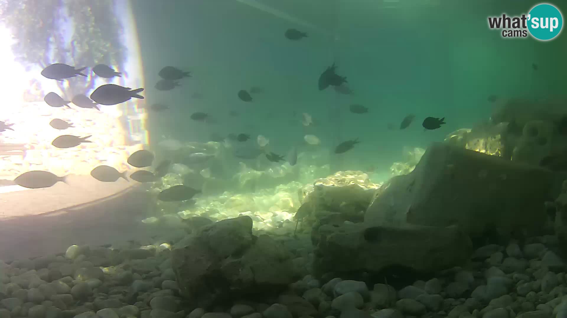 Zunanji morski akvarij Rogoznica spletna kamera Hrvaška