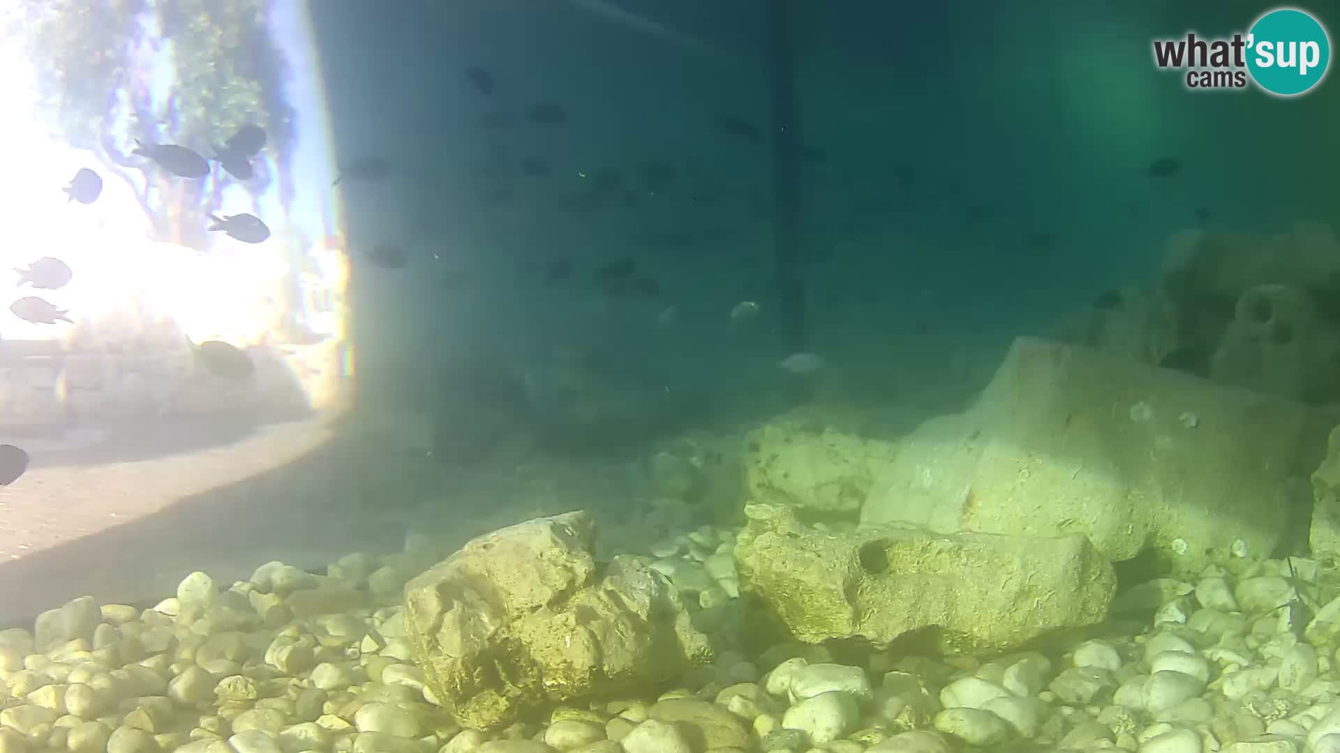 Aquario marino esterno –  Rogoznica livecam Croazia