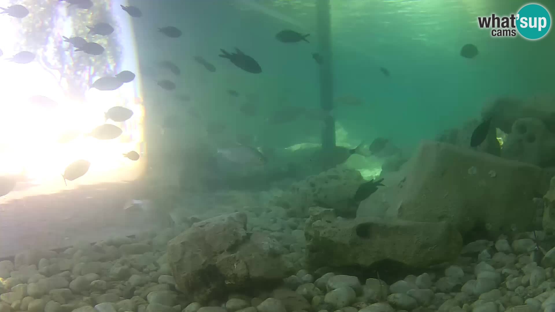 Webcam de l’aquarium marin extérieur de Rogoznica Croatie