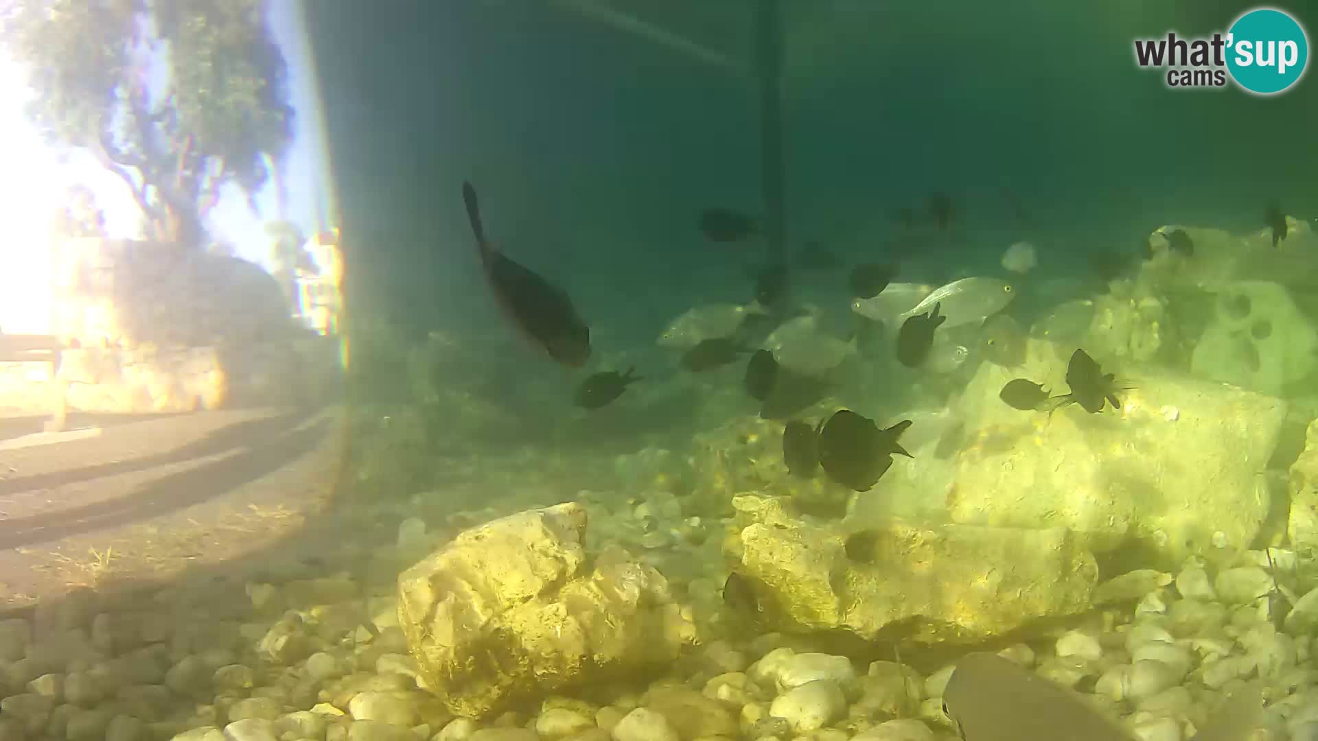 Marine Aquarium im Freien Rogoznica webcam Kroatien