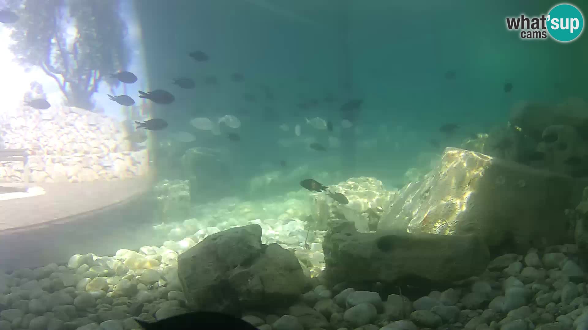 Outdoor Marine Aquarium Rogoznica webcam Croatia