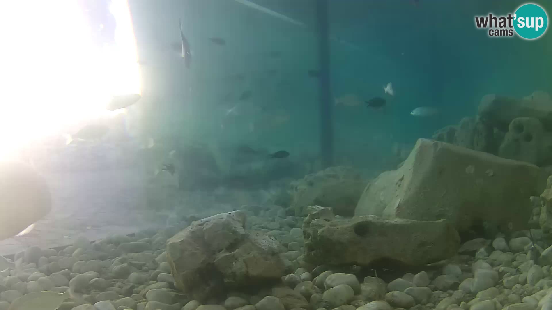 Outdoor Marine Aquarium Rogoznica webcam Croatia