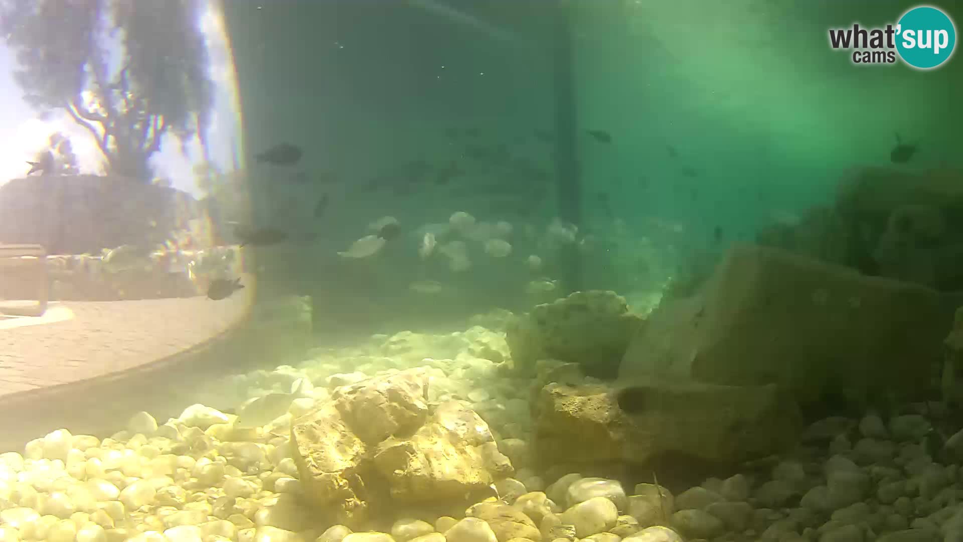 Acuario marino al aire libre Rogoznica webcam Croacia