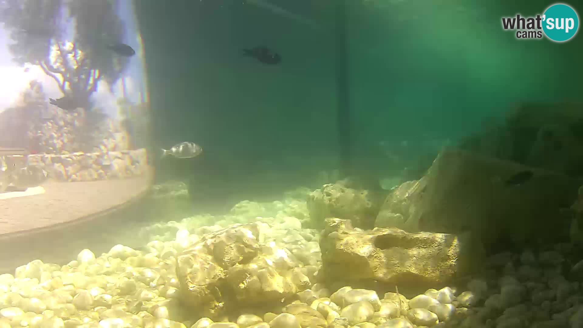 Marine Aquarium im Freien Rogoznica webcam Kroatien