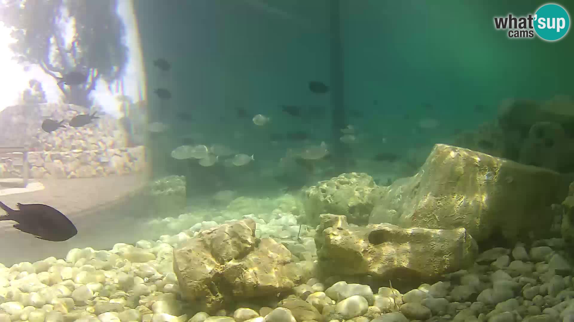 Marine Aquarium im Freien Rogoznica webcam Kroatien