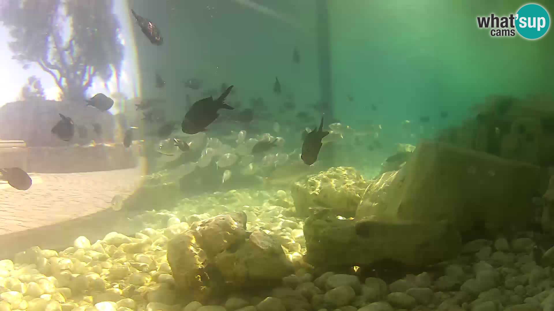 Outdoor Marine Aquarium Rogoznica webcam Croatia