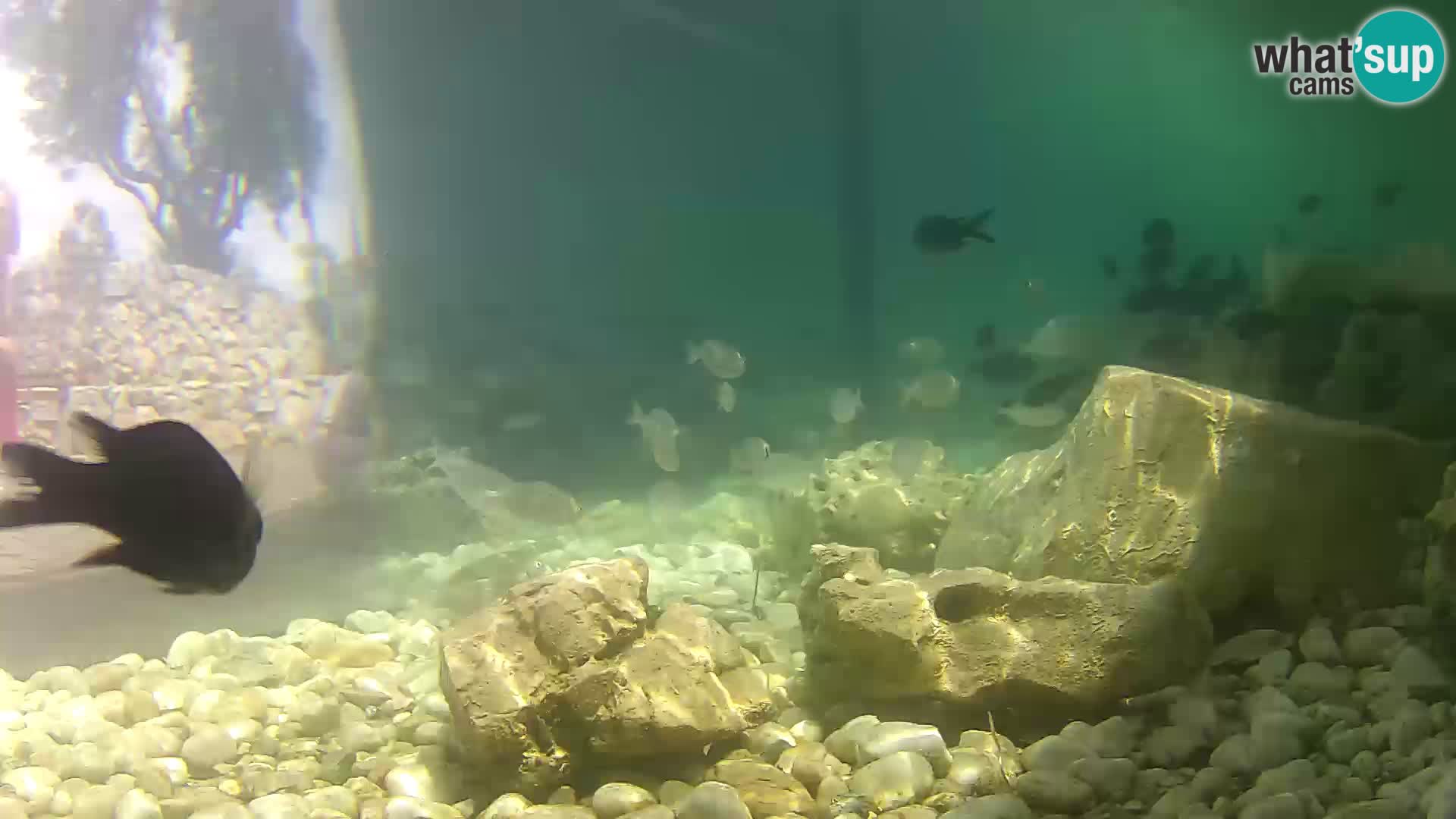 Acuario marino al aire libre Rogoznica webcam Croacia