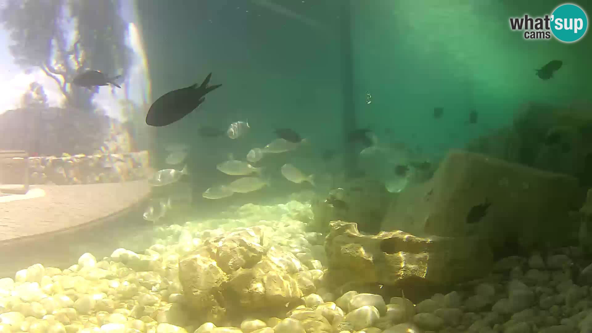 Outdoor Marine Aquarium Rogoznica webcam Croatia