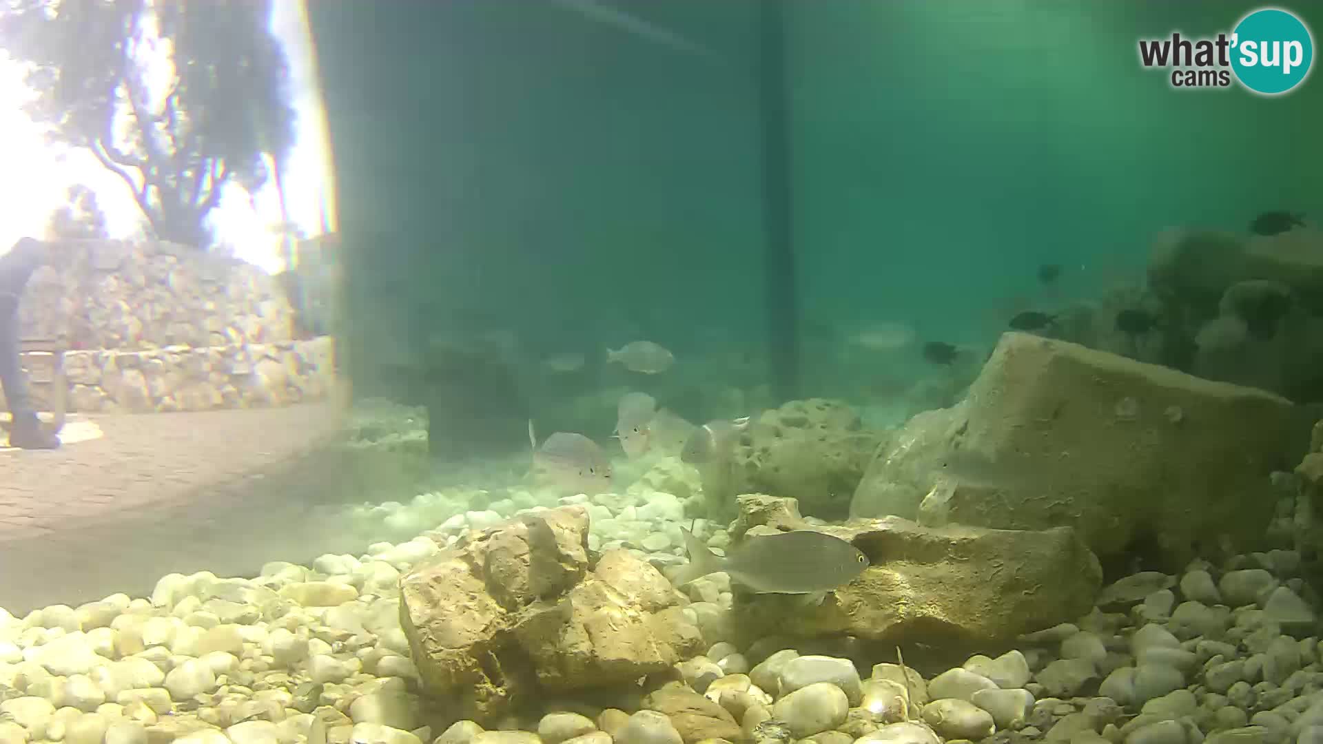 Outdoor Marine Aquarium Rogoznica webcam Croatia