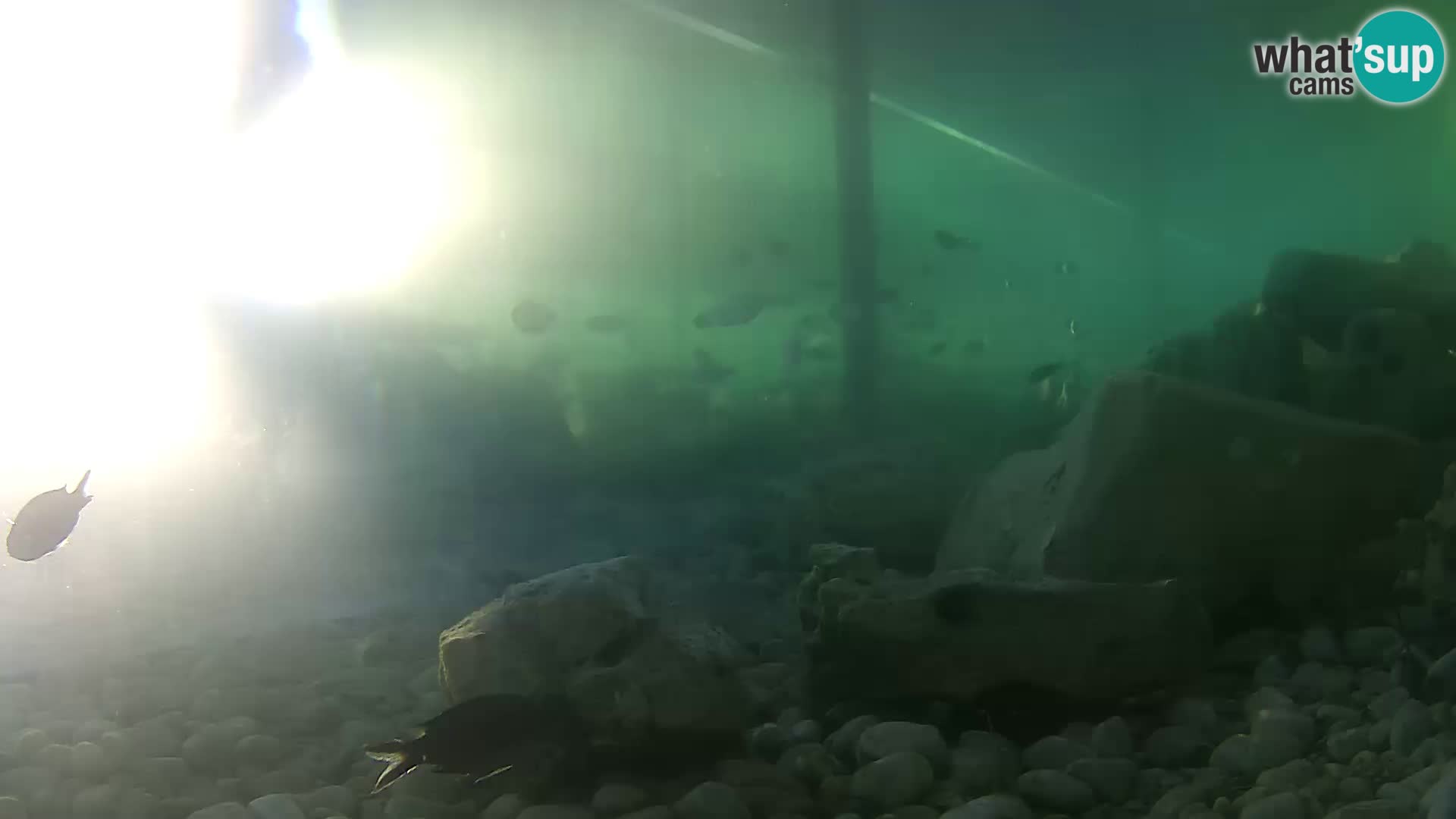 Outdoor Marine Aquarium Rogoznica webcam Croatia