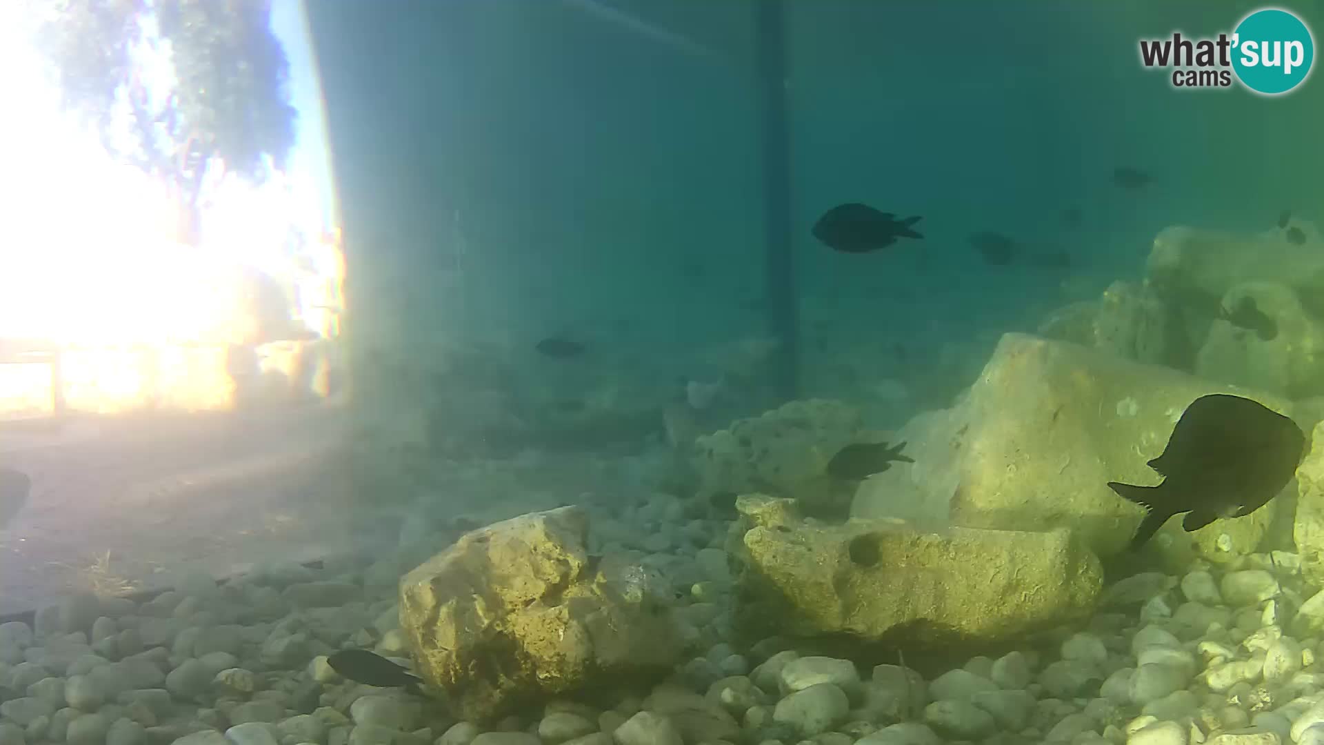 Zunanji morski akvarij Rogoznica spletna kamera Hrvaška
