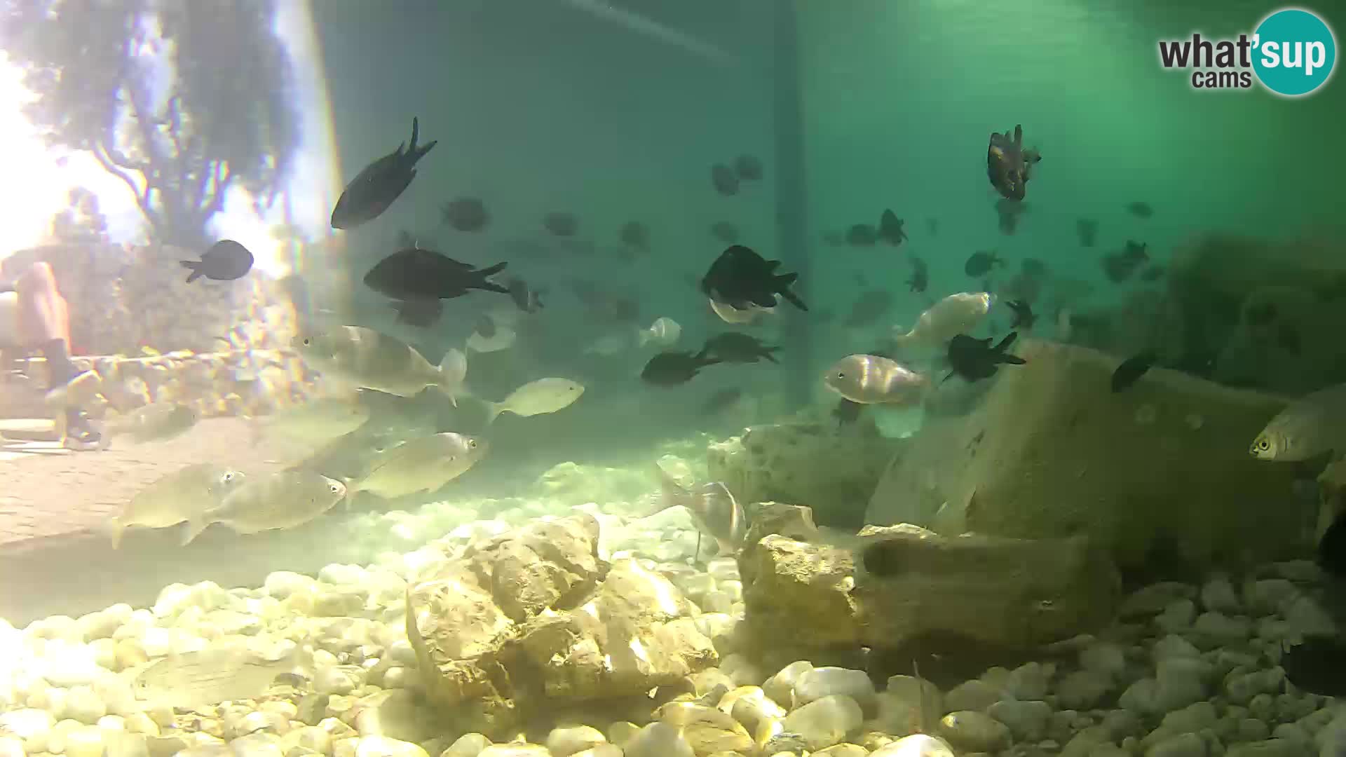 Zunanji morski akvarij Rogoznica spletna kamera Hrvaška