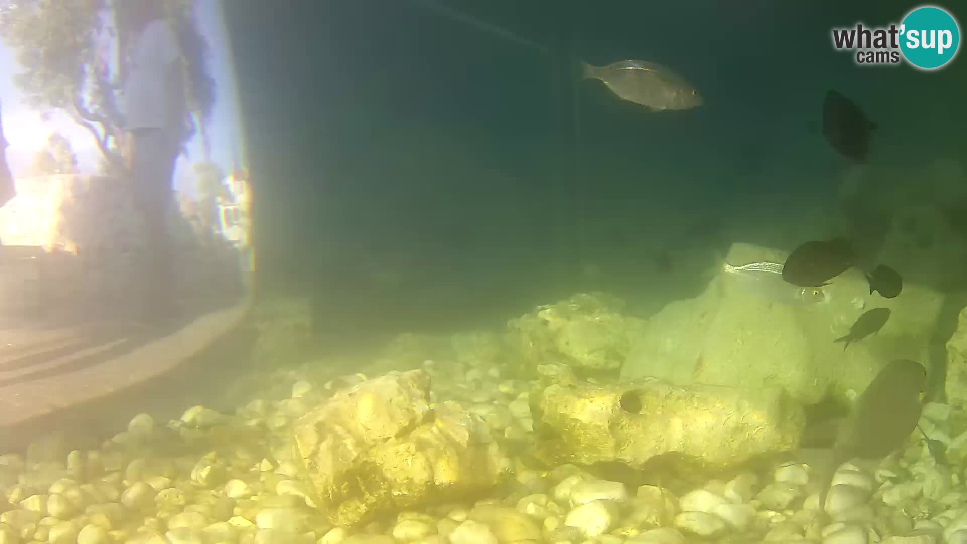Outdoor Marine Aquarium Rogoznica webcam Croatia