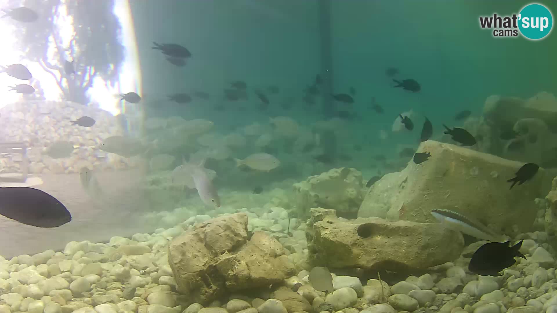Aquario marino esterno –  Rogoznica livecam Croazia