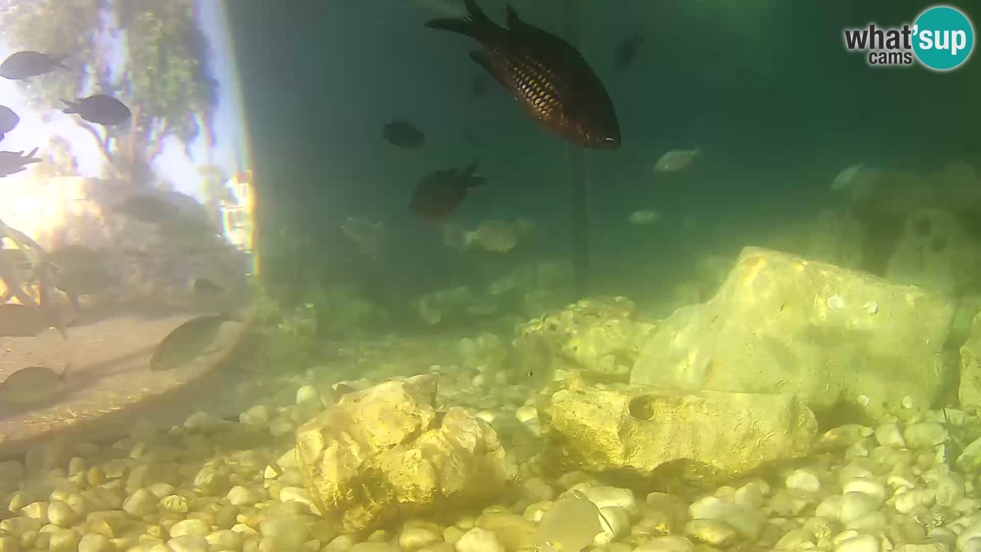 Aquario marino esterno –  Rogoznica livecam Croazia