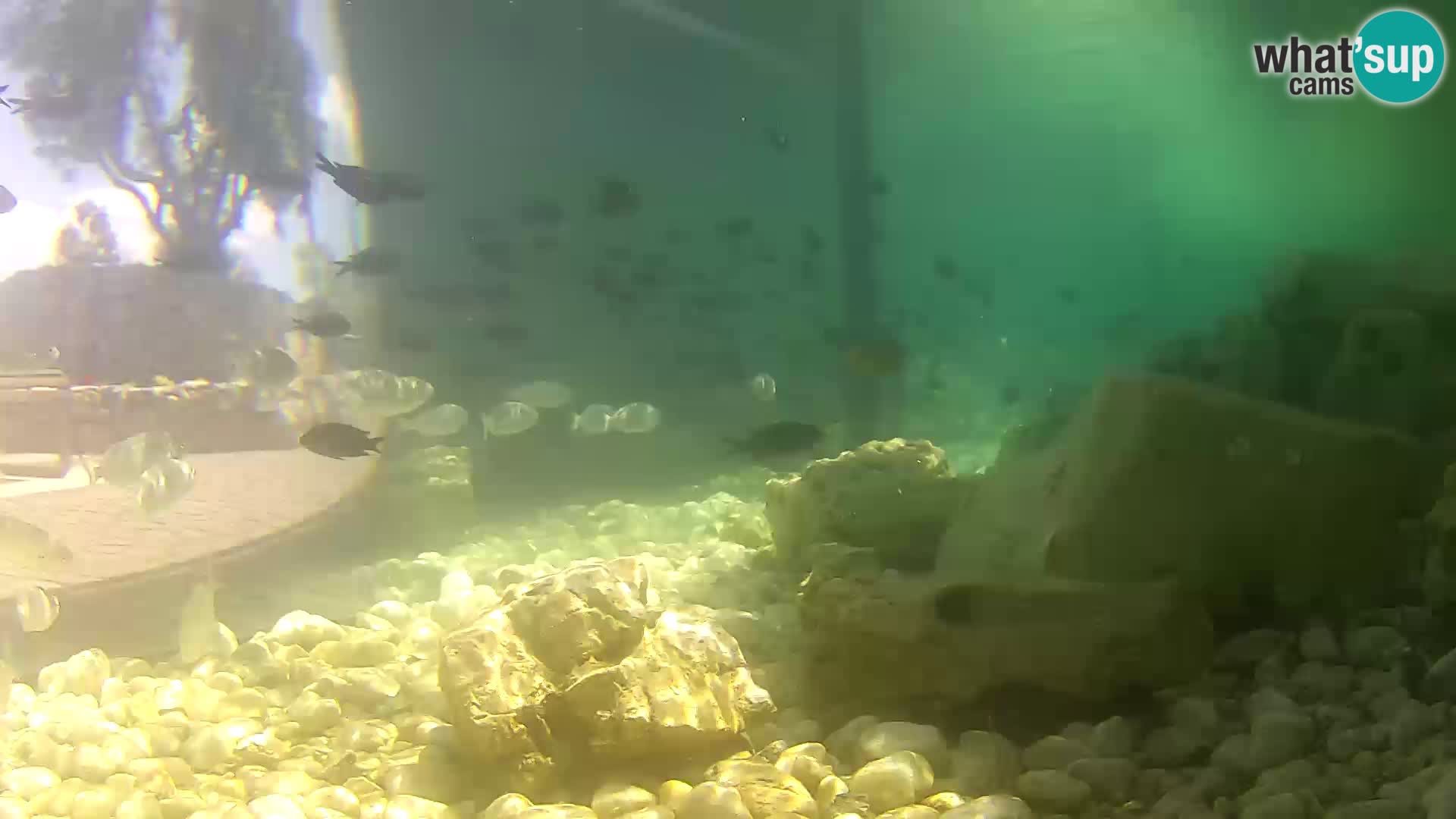 Marine Aquarium im Freien Rogoznica webcam Kroatien